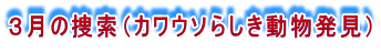 ３月の捜索（カワウソらしき動物発見）